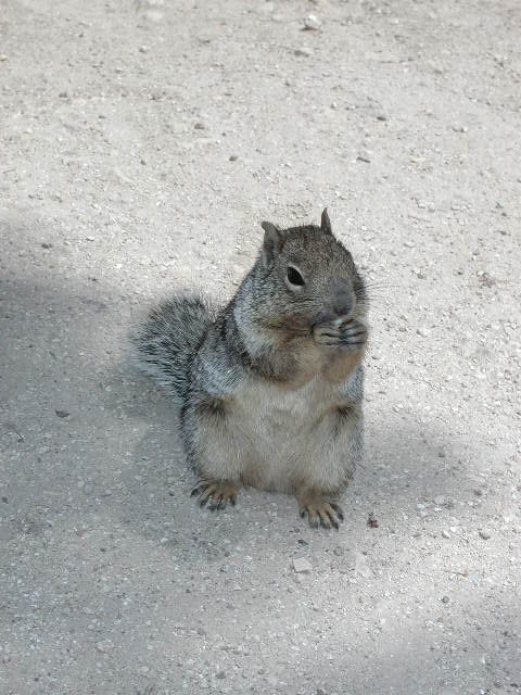 Scoiattoli londinesi. Sciurus carolinensis